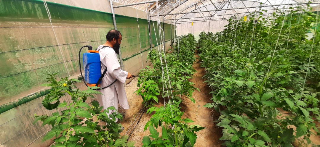 ۱۵ گل‌خانه در ولایت بلخ احداث شده است