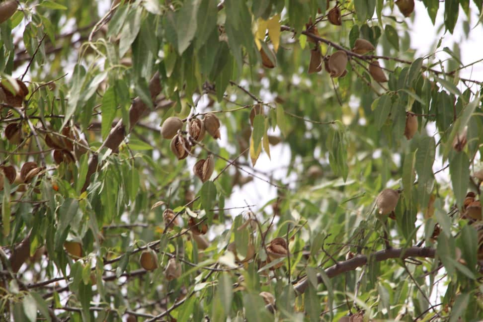 دکندز دکرنې رياست: دتېرکال په پرتله ددې ولايت د بادانو حاصلات ۳۰سلنه زيات شوي دي
