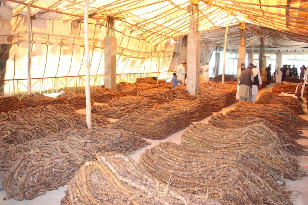 زابل کې د مېوو حاصلات ډېر شوي