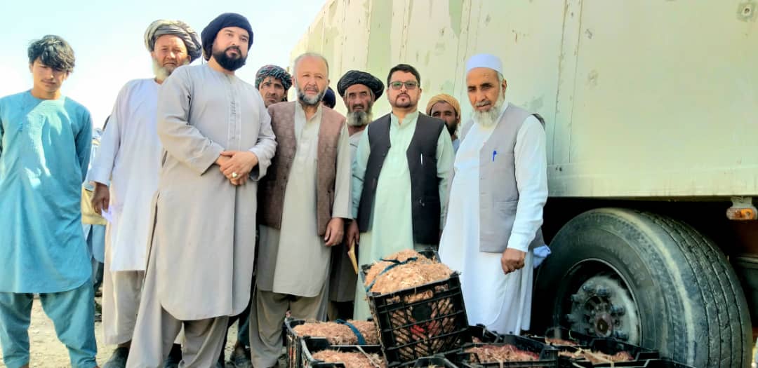 توزیع پیاز زعفران برای دهقانان ولسوالی نهرشاهی ولایت بلخ