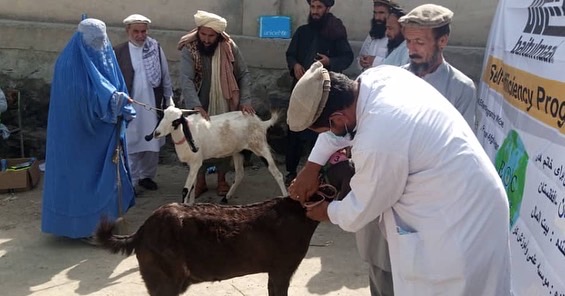 به ۱۱۰ زن در لغمان بز توزیع شد 