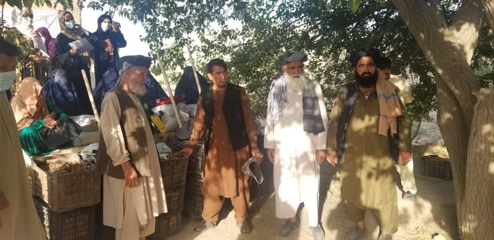 توزیع پیاز زعفران برای ۴۰ زن ولایت جوزجان