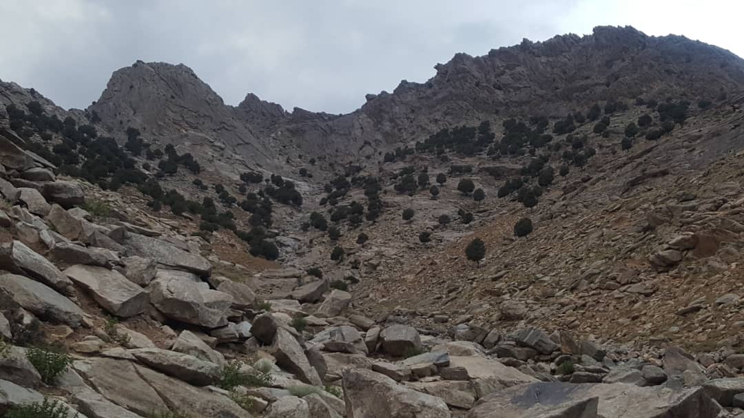 کمیته‌های حفاظت از جنگلات در پنجشیر ایجاد شد 