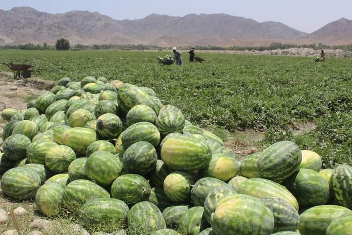 د ننګرهار دکانال ریاست: د کانال په ځمکو کې دکښت له درکه کرنیزو شرکتونو او کروندګرو ښه عواید ترلاسه کړي دي