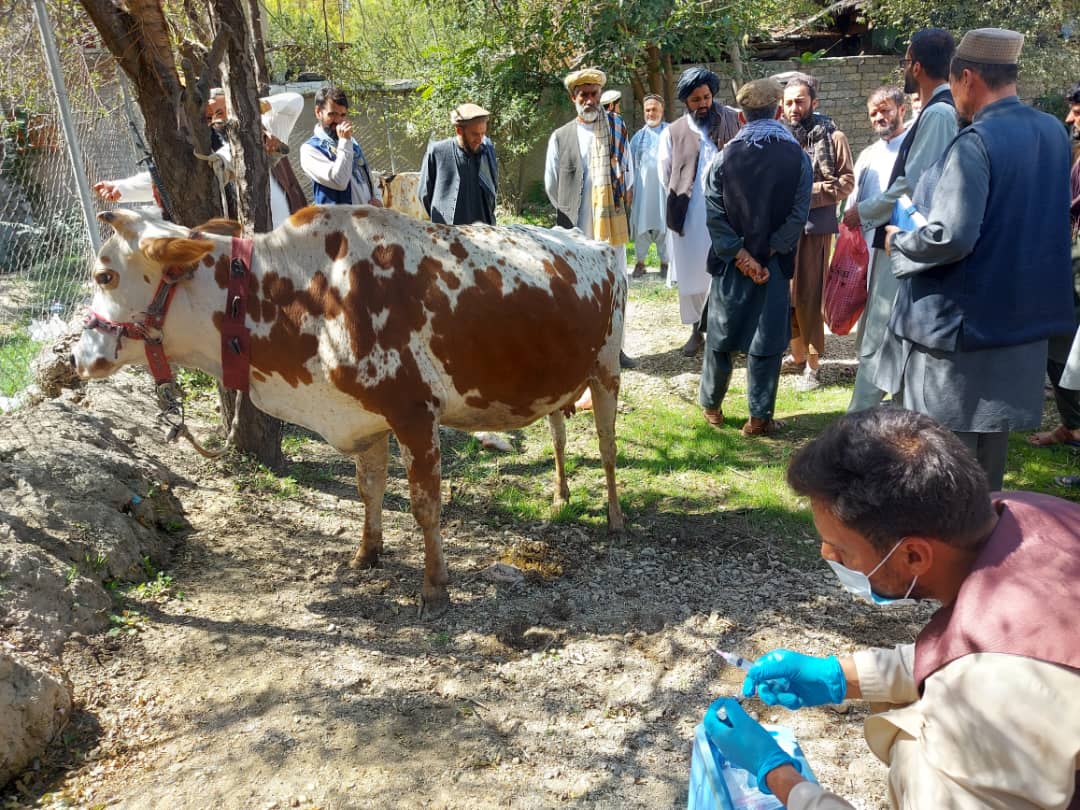 کمپاین واکسین بیماری لامپی اسکین در ولسوالی نجراب کاپیسا آغاز شد