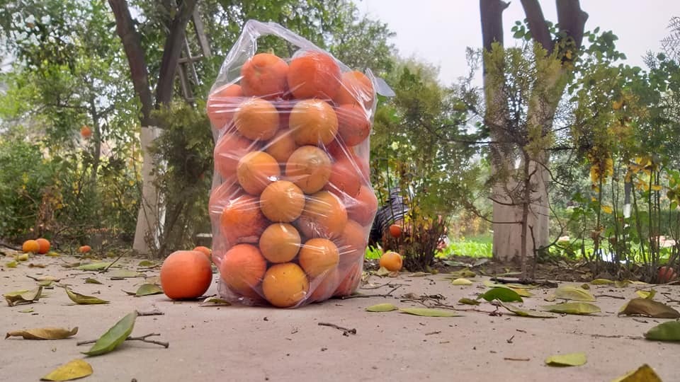 د کانال رياست: نارنجو بڼونو جوړولو ته ځانګړې پاملرنه کوو