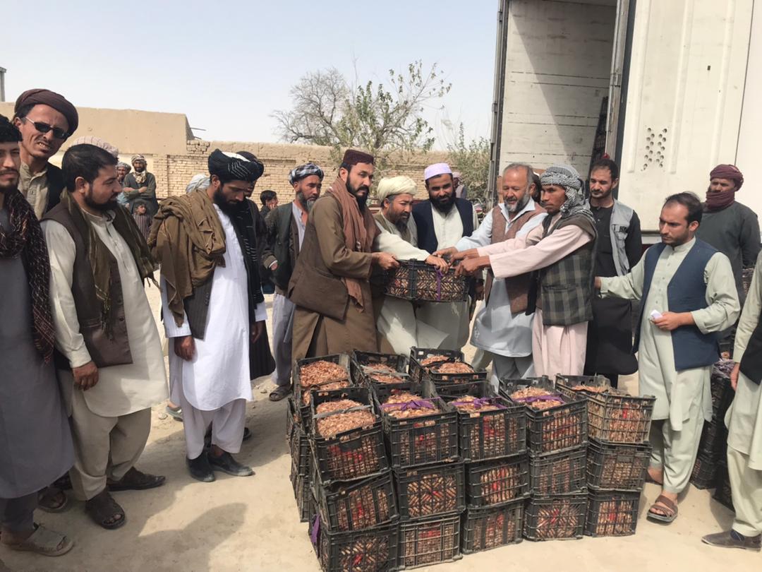 توزیع پیاز زعفران برای ۳۰۰ دهقان در ولایت بلخ