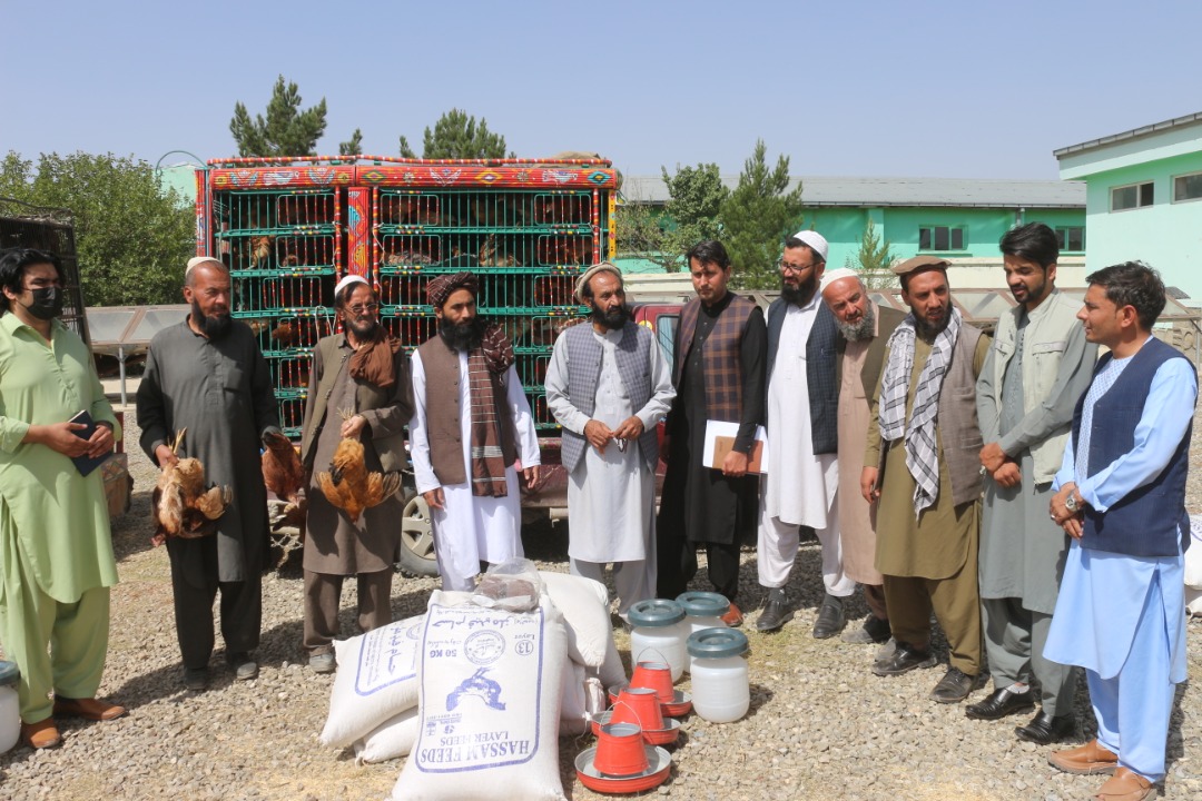 د پکتیا مرکز ګردیز کې یوشمېر کورنیو ته د هګیو چرګانو فارمونه جوړ شول