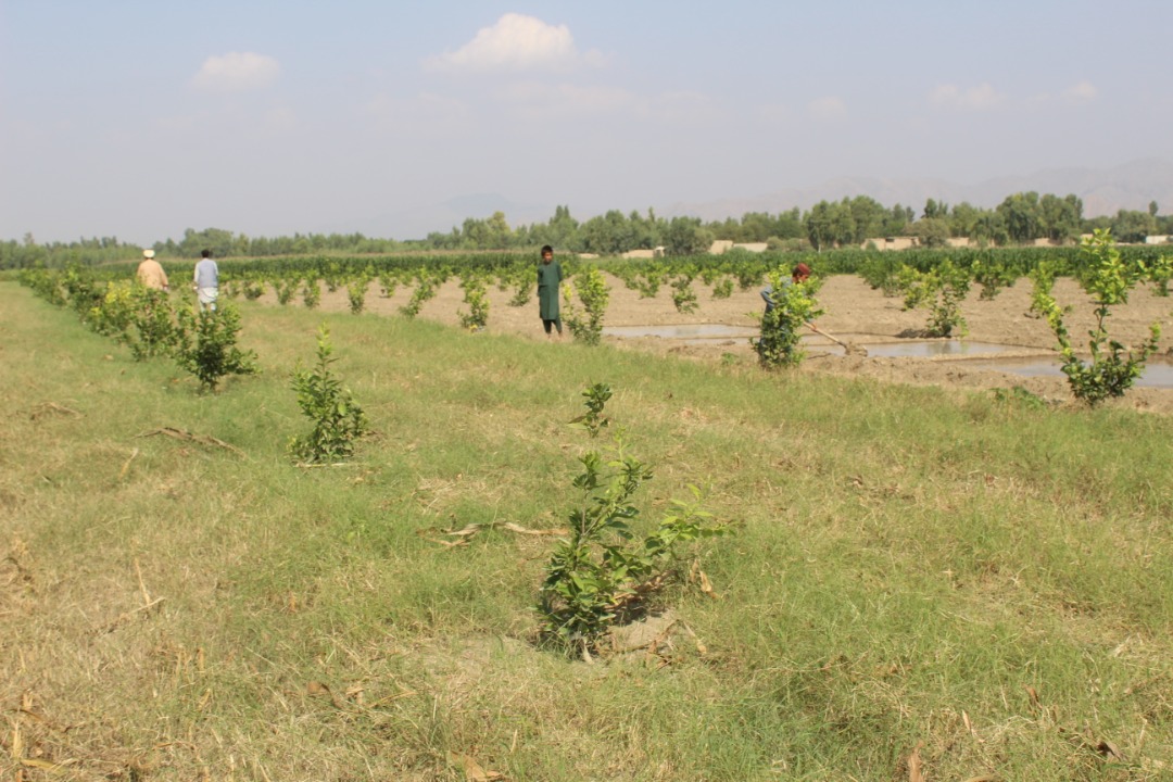 دننګرهار د کانال ریاست:د څلورم فارم ۷۰۰ جریبه ځمکه کرکېلې ته چمتو شوه