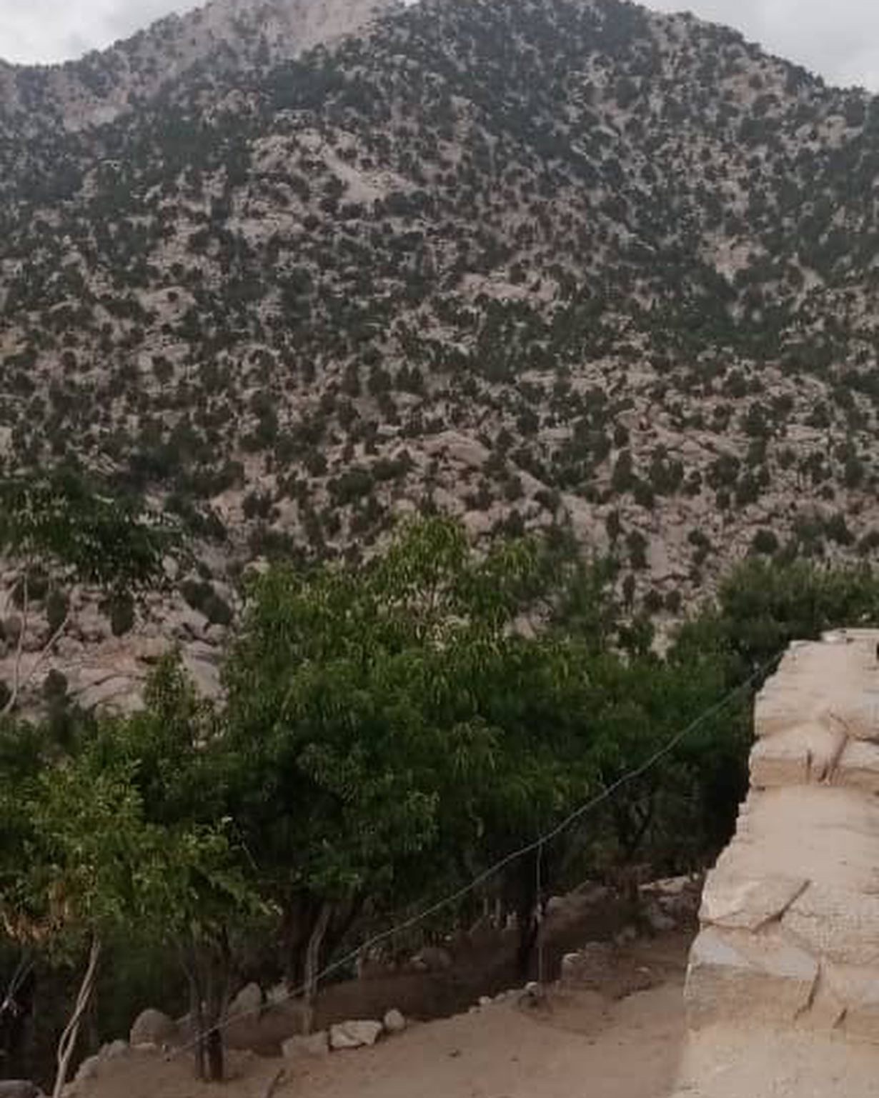 ‎از قطع جنگلات و درختان جلغوزه در ولسوالی اله‌سای ولایت کاپیسا جلوگیری صورت گرفت