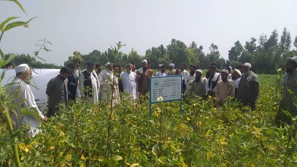 ننګر هار کې د سویابینو د کروندې ورځ ولمانځل شوه 