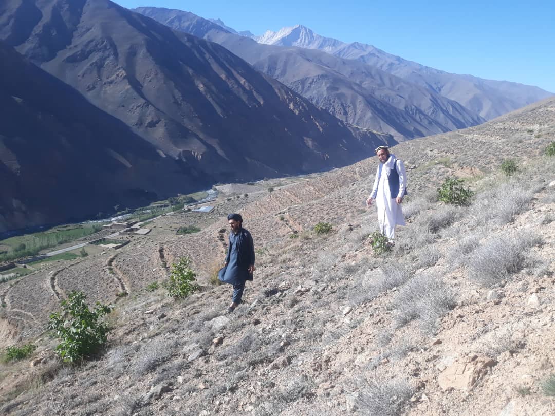 تلاش‌ها به منظور توسعه جنگل‌داری در  پنجشیر 