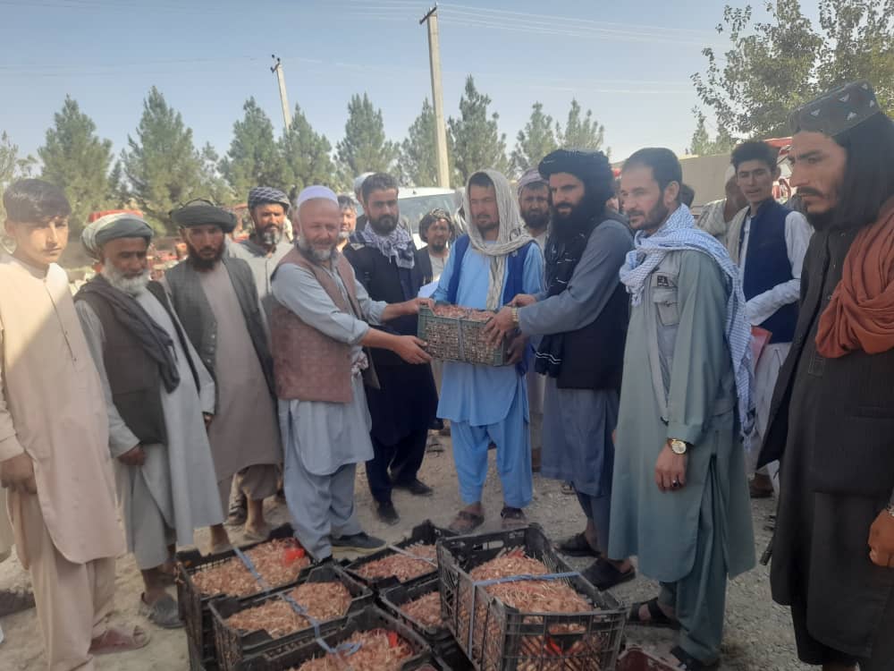 توزیع پیاز زعفران به ۹۰دهقان در بلخ 