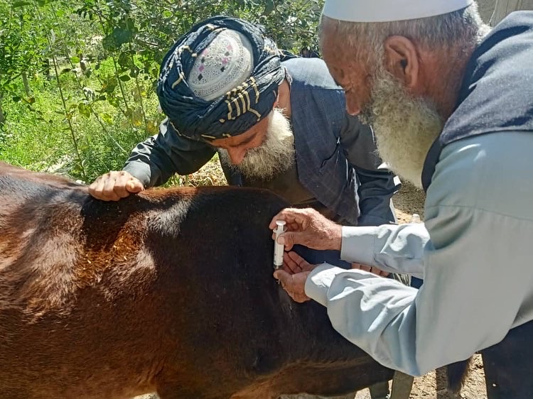 میدان وردګو ولایت کې د څارویو د پوستکي ناروغۍ پر وړاندې د واکسینو کمپاین پیل شو