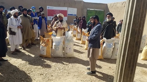 د ارزګان دهراوود کې په دوه زره  بزګرانو د غنمو اصلاح شوي تخمونه او کیمیاوي سرې وېشل کېږي