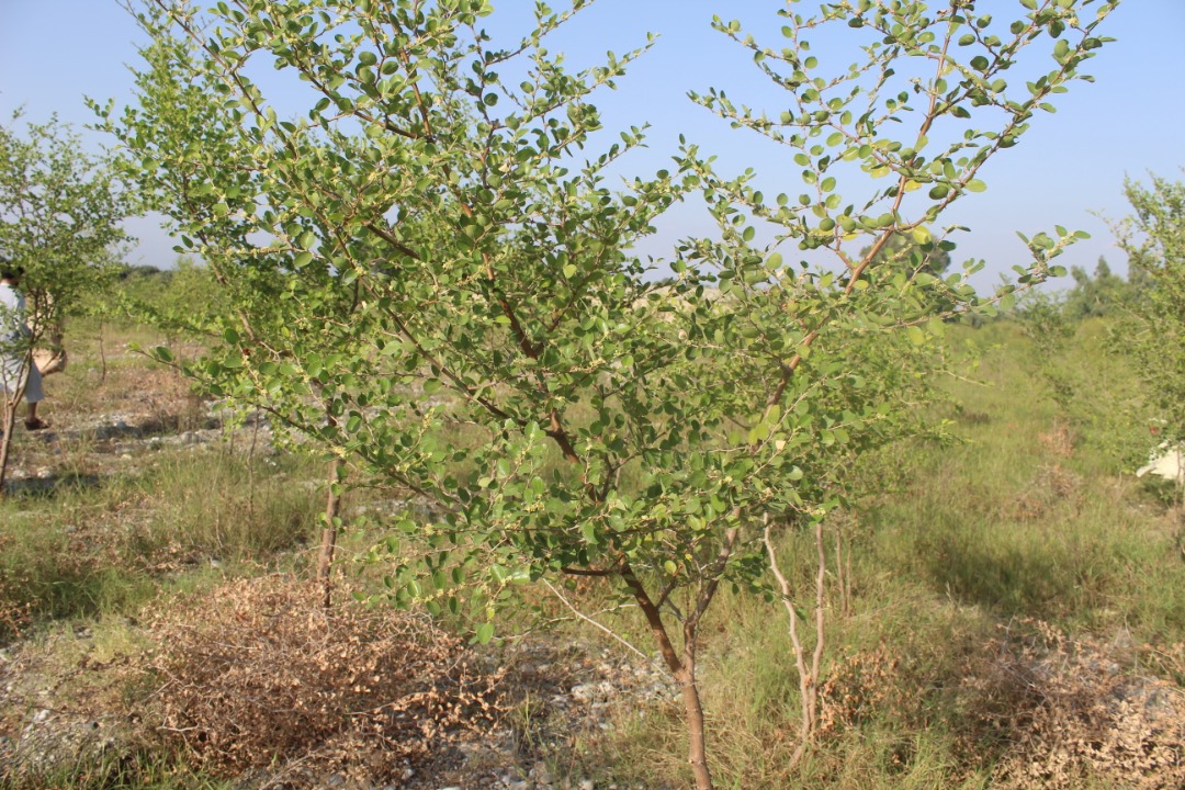 د بیرې ځنګل د پراختیا په پار هلې ځلې