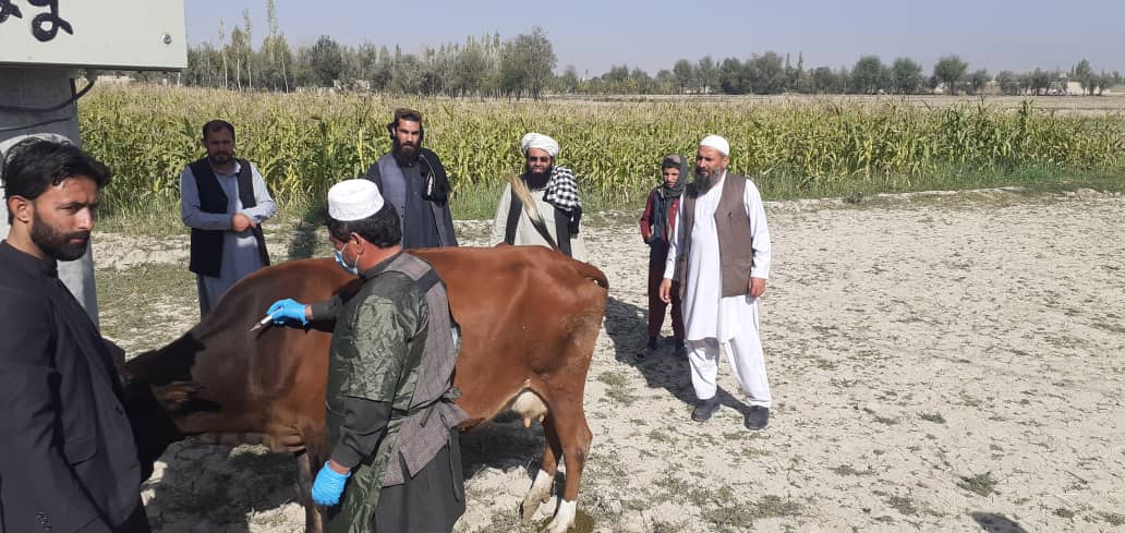 تطبیق مرحله اول واکسین بیماری لامپی سکین در  لوگر جریان دارد