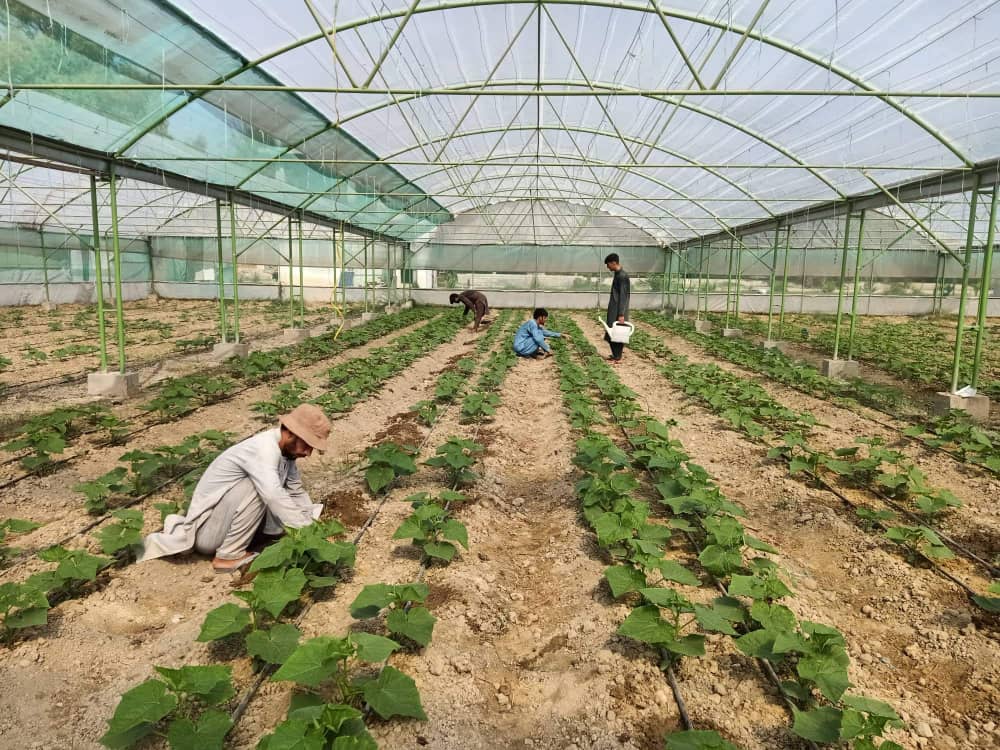 د ننګرهارکانال ریاست: د کانال د شنو خونو حاصلات رسېدلي