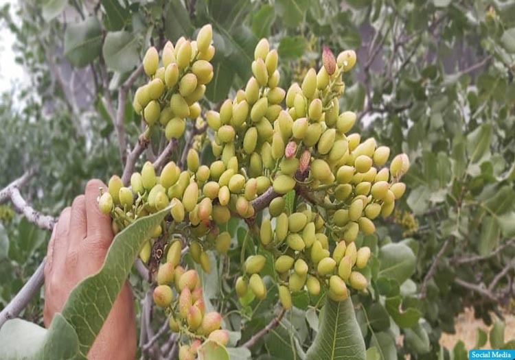 ‎افزایش حاصلات پسته در سمنگان 