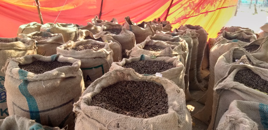 د ننګرهار کانال ریاست: د هډې فارم ځنغوزیو کاروبار کې سلګونو کسانو ته د کار زمینه برابره شوې ده