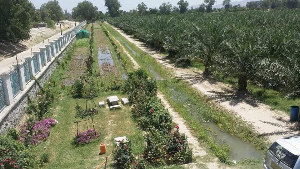 د ننګرهارکانال ریاست: د کانال د شنو خونو حاصلات رسېدلي