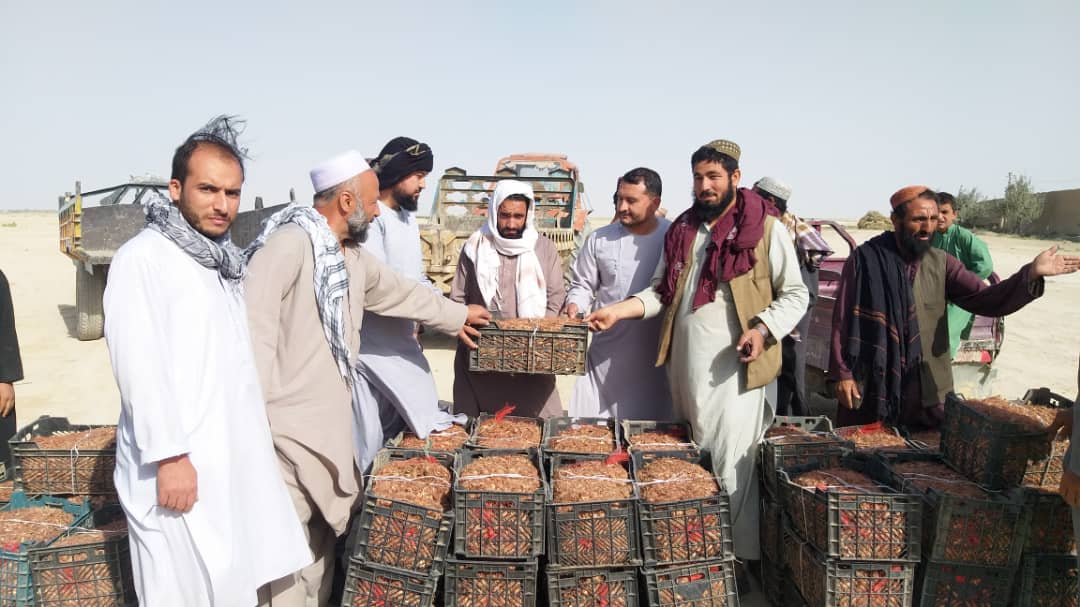 برای ۷۷ تَن از دهاقین در ولسوالی نهرشاهی ولایت بلخ پیاز زعفران توزیع گردید