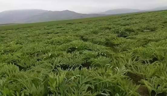 کشت هنگ در سمنگان افزایش یافته است