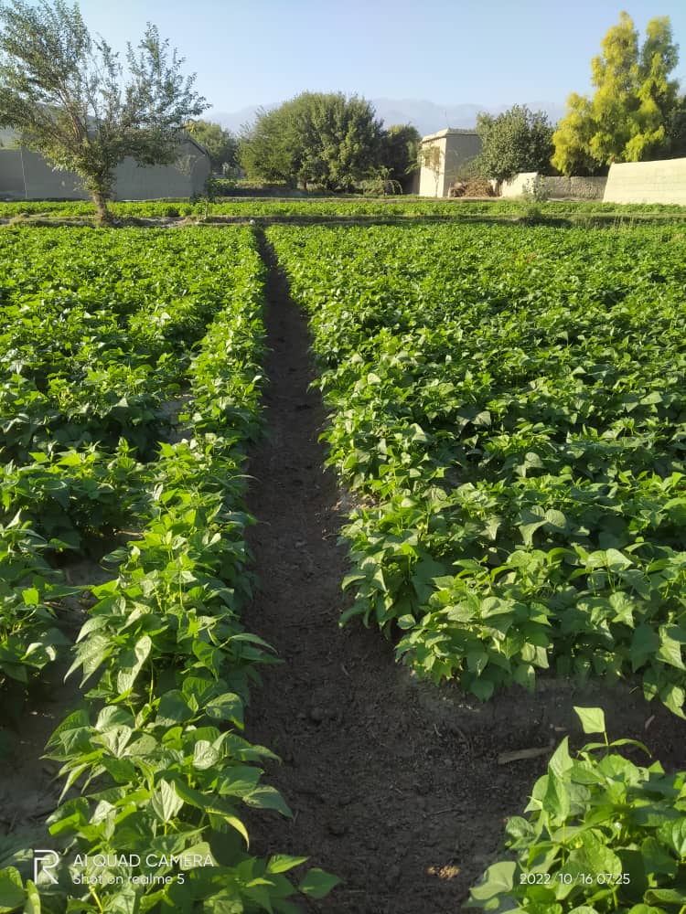 ‎د ننګرهار بهسود کې د سبو غوره حاصلات