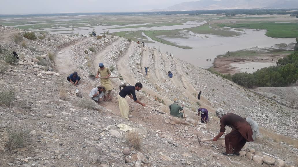 لغمان کې د بیرې ونو د ترويج او پراختيا په هڅې