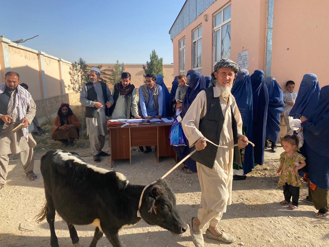 توزیع گوساله‌ گوشتی برای 30 خانم‌ در ولسوالی حضرت سلطان سمنگان 