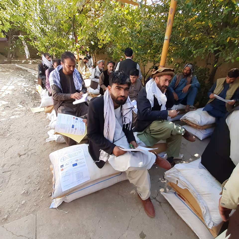 برای ۴۰۰ دهقان در ولسوالی کوهبند کاپیسا تخم اصلاح شده گندم و کودکیمیاوی توزیع شد