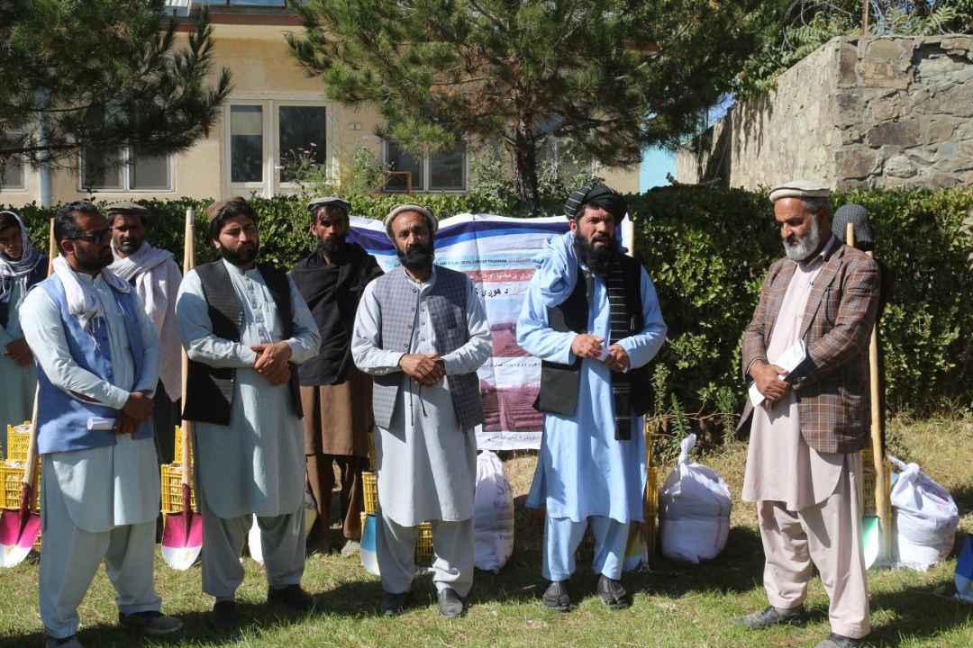 پکتیا کې په ۱۹۰ تنه بزګرانو د هوږې تخم وویشل شو