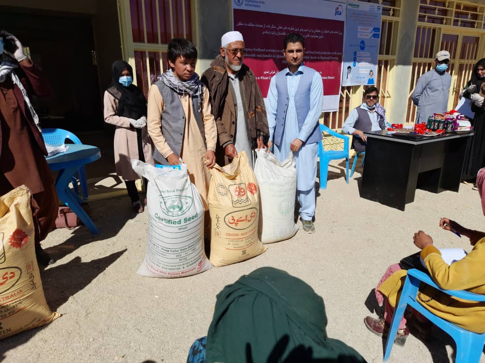 توزیع ۱۰۹ تن گندم بذری اصلاح شده و کود کیمیاوی در دایکندی 
