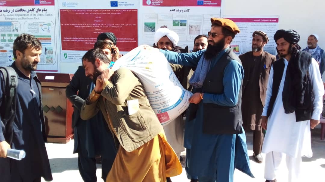 برای ۴۰۰ تن از دهاقین حصه اول کوهستان گندم بذری وکودکمیاوی توزیع گردید 