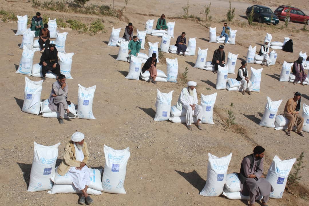 توزیع خوراکه حیوانی برای دهقانان در هرات 