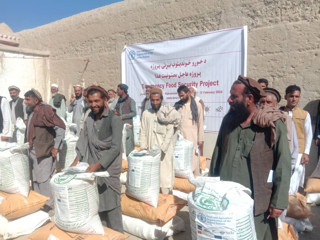 د ننګرهار چپرهار کې په ۱۵۰۰ بزګرانو د غنمو د اصلاح شویو تخمونو او کیمیاوي سرو وېش لړۍ پیل شو