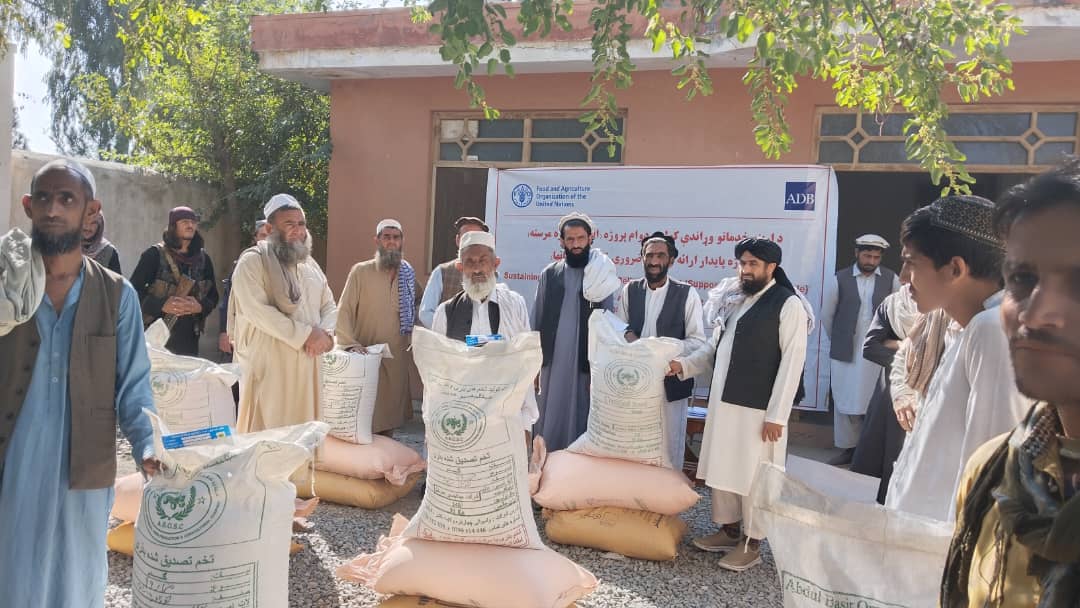 د ننګرهار د دوو ولسوالیو په ۳۶۲۵ کروندګرو د غنمو اصلاح شويو تخمونو و کیمیاوي سرو د وېش لړۍ پیل شو