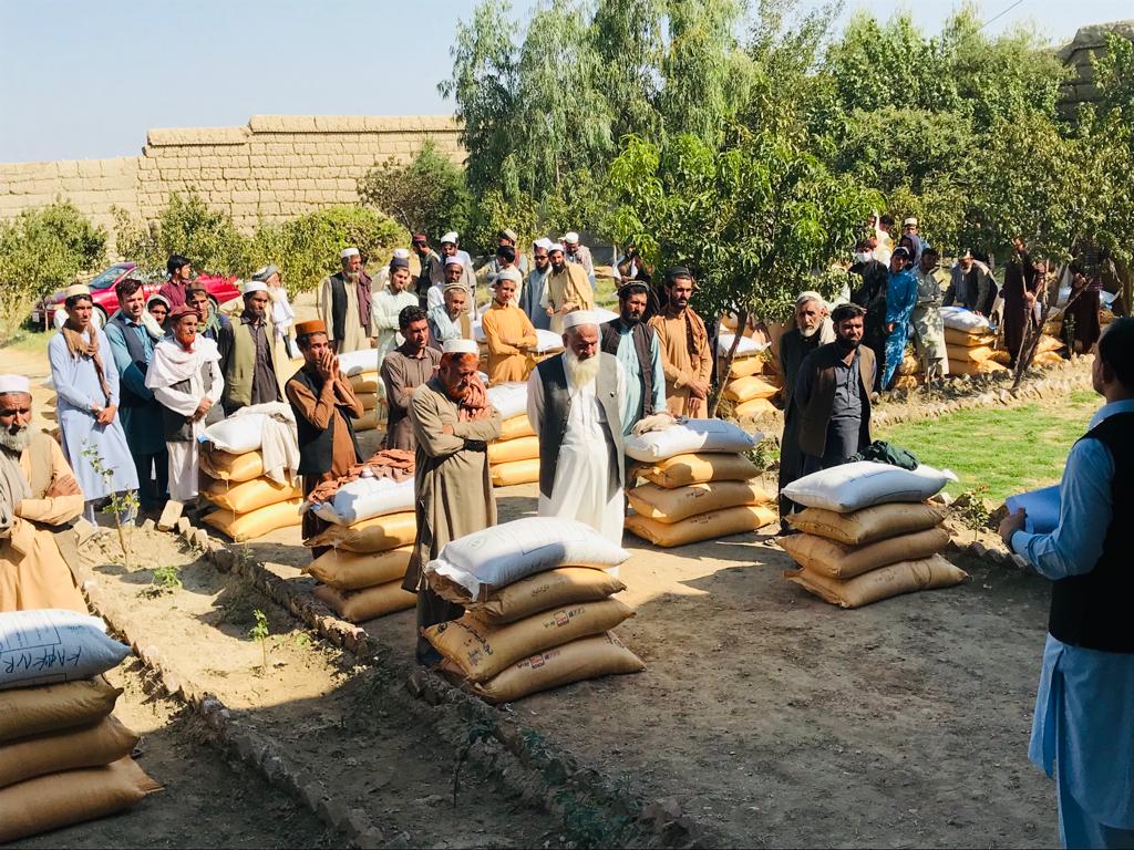 ننګرهار: د غنمو ننداریزو قطعو جوړولو په موخه په بزګرانو اصلاح شوي تخمونه وویشل شول