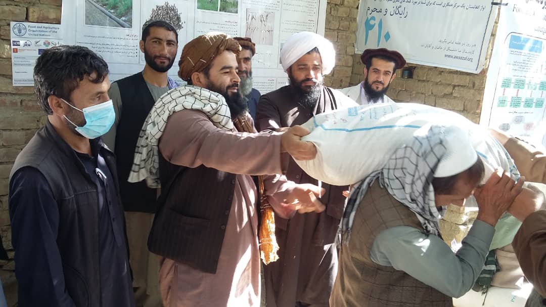 توزیع گندم اصلاح شده و کودکیمیاوی در ولسوالی نجراب ولایت کاپیسا آغاز گردید