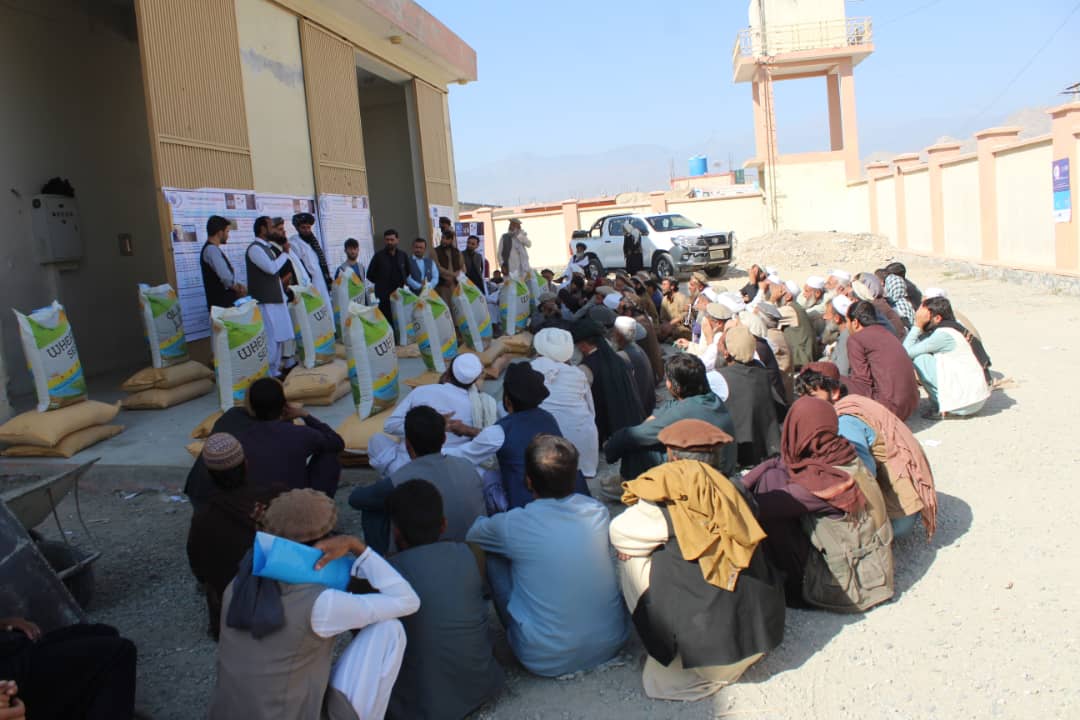 لغمان: مهترلام کې په ۴۰۰ بزګرانو د غنمو اصلاح شوي تخمونو او کیمیاوي سرې وېشل کېږي