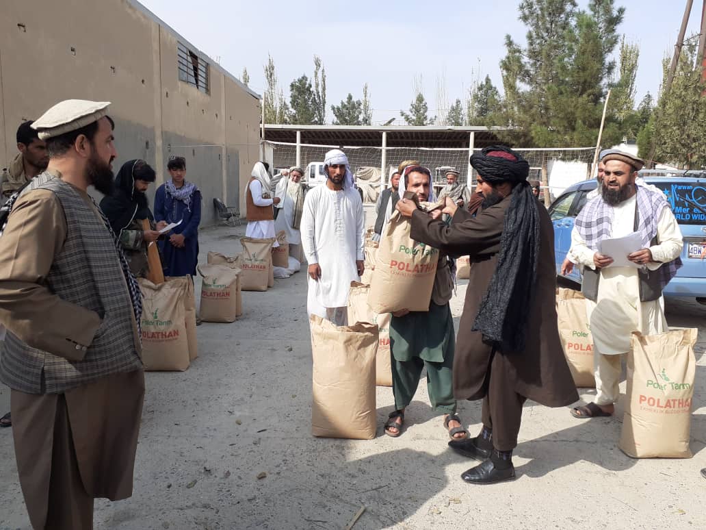 توزیع گندم اصلاح شده بذری برای شماری از دهقانان در بغلان 