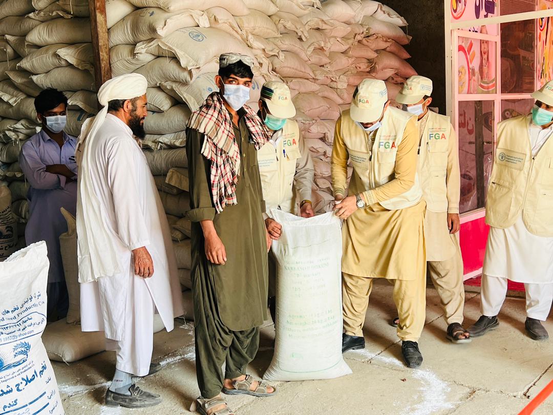 د نیمروز په پنځه زره بزګرانو د غنمو د اصلاح شویو تخمونو او کیمیاوي سرو وېش لړۍ پیل شو