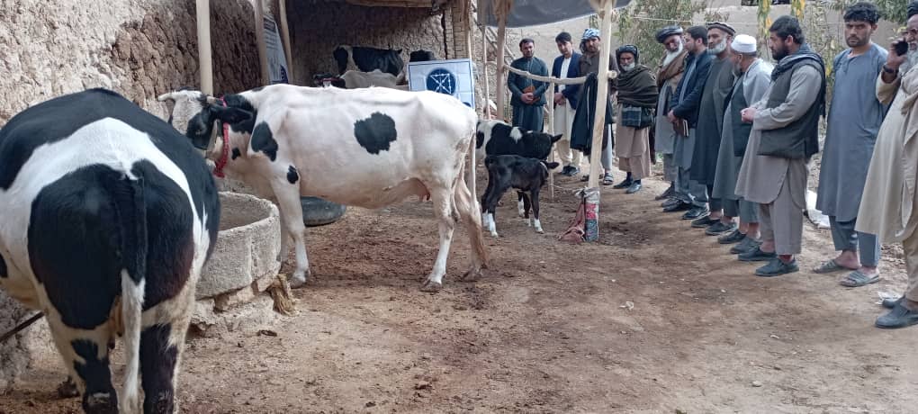 توزیع گاو شیری با مواد خوراکه حیوانی برای شماری از مالدارن در سمنگان