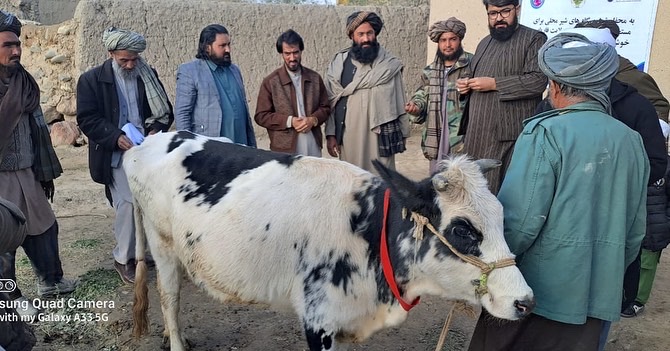 ‎توزیع گاو شیری برای شماری از زنان در ولسوالی قیصار فاریاب