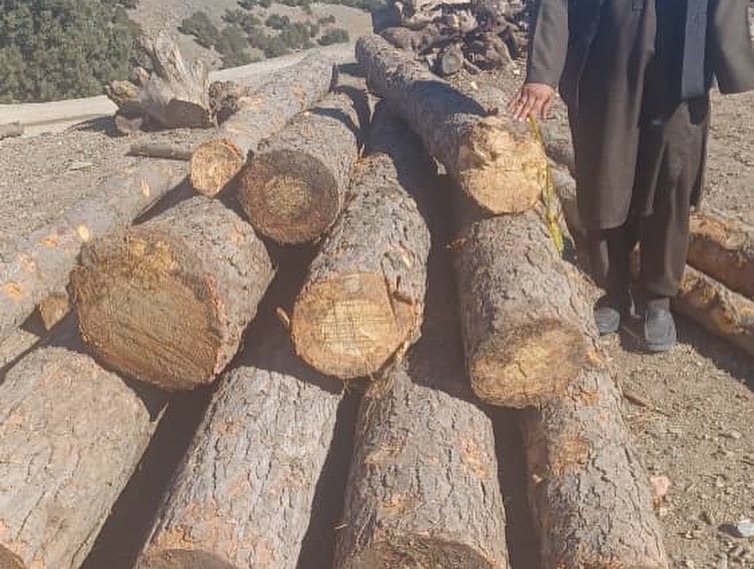 ‎خوست کې د ځنګلونو د خوندیتوب په پار هڅې