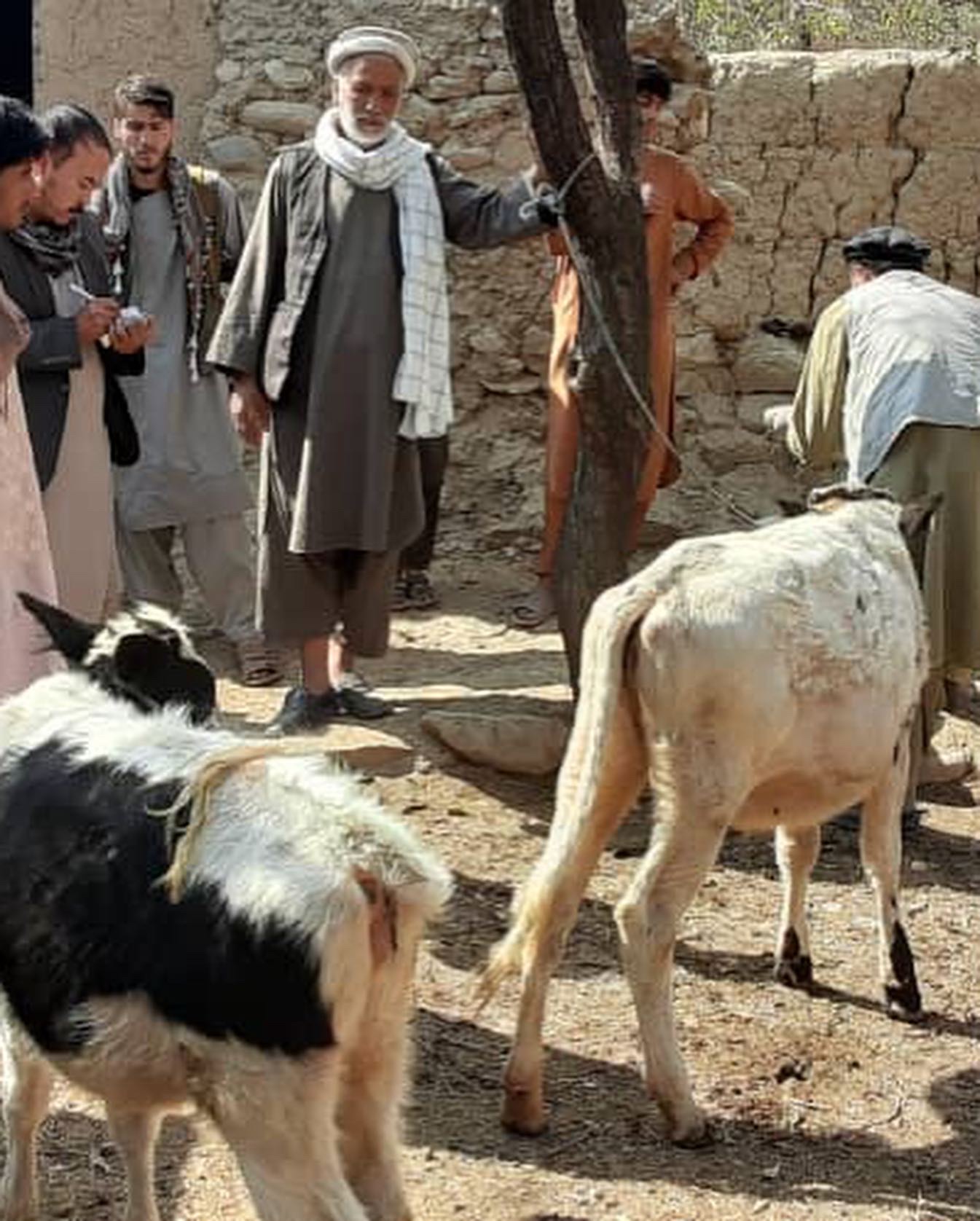 تطبیق واکسین (LSD) یا بیماری جلدی حیوانات در ولسوالی استالف ولایت کابل 