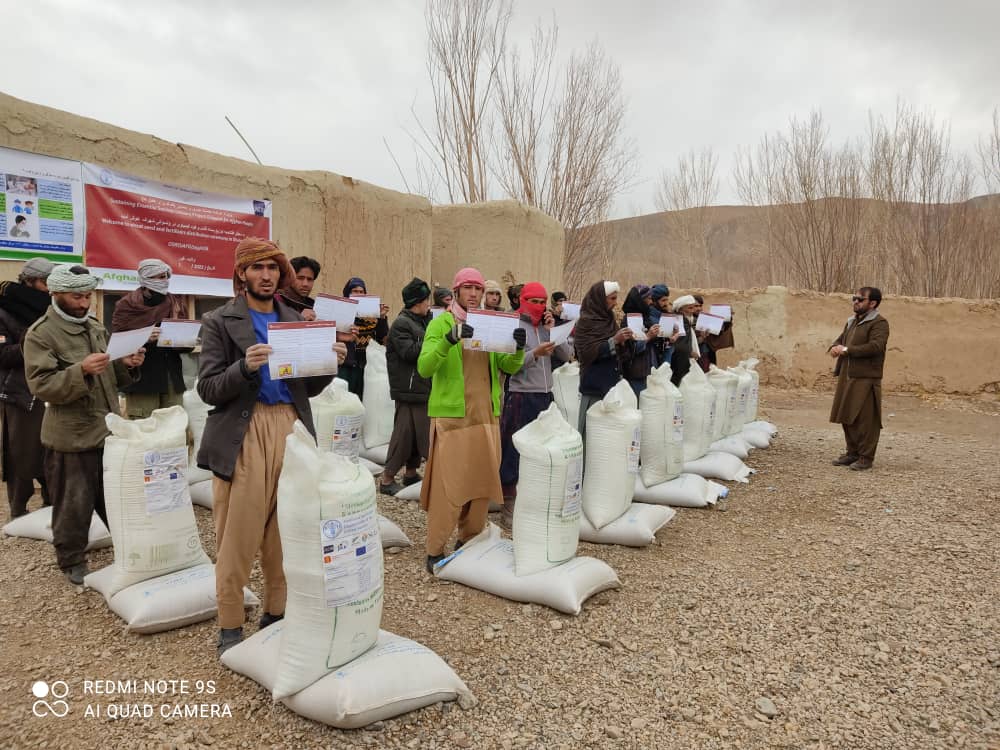 ‎توزیع تخم گندم اصلاح  شده بذری و کود کیماوی در ولسوالی شهرک ولایت غورآغاز شد