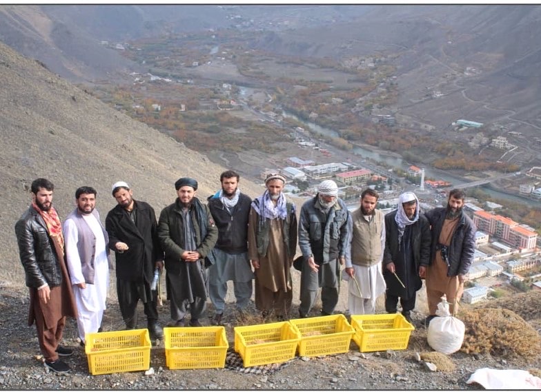 ‎‌برنامه احیای جنگلات در پنجشیر آغاز شد