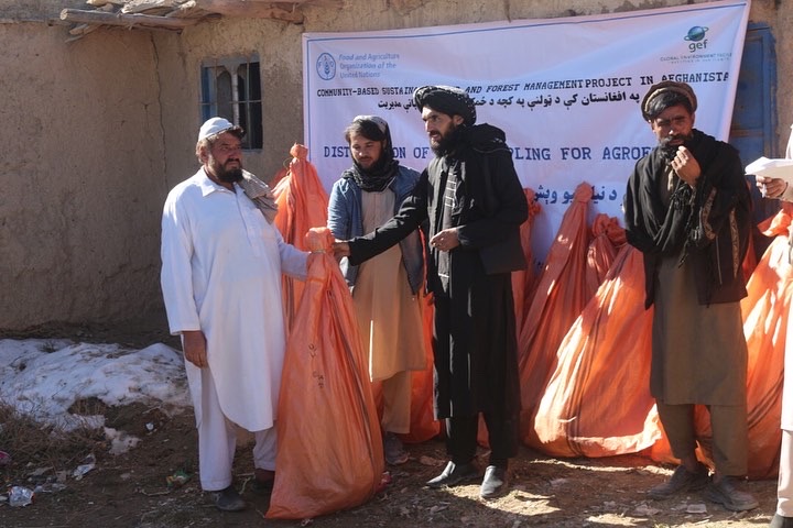 ‎پکتیا کې دمڼو ۲۵۰ جریبه بڼونه جوړېږي