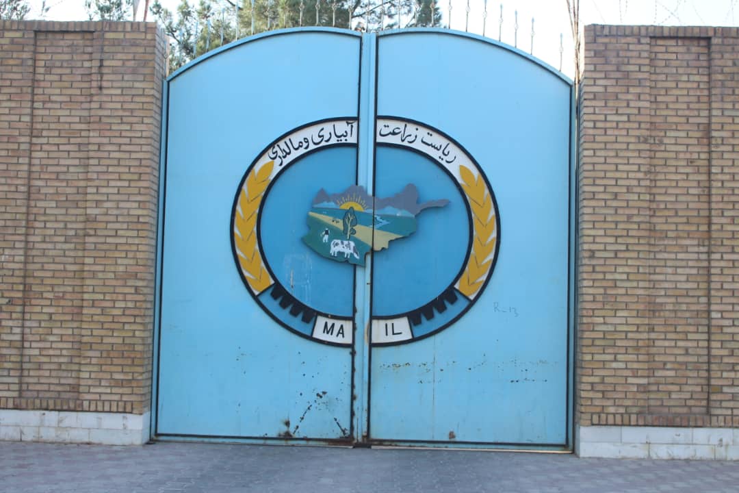 ‎حاصلات گندم در هرات افزایش یافته است